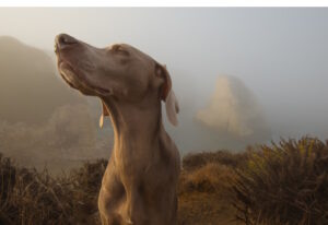 Short haired dog, eye closed, sniffing the mountain air in the mist.