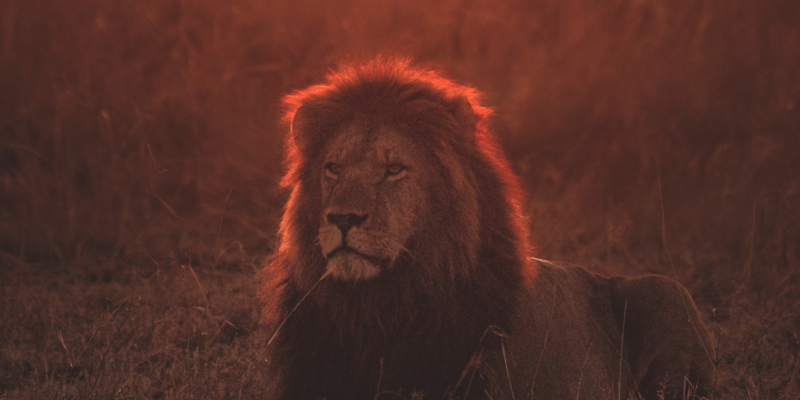 Male lion pictured in amber-colored light