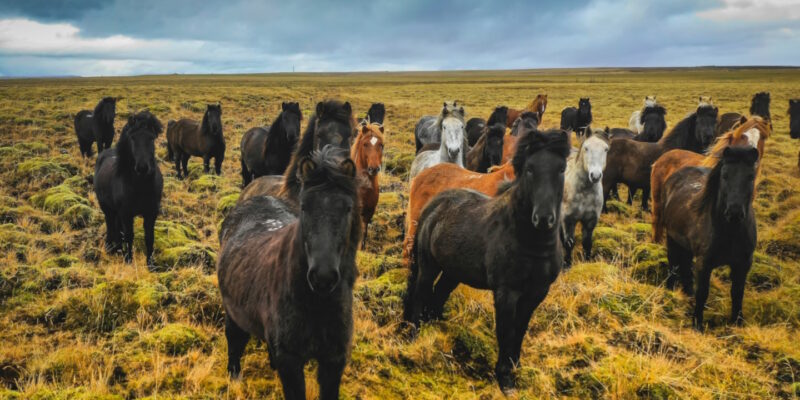 Herd of horses in Iceland starting right at us